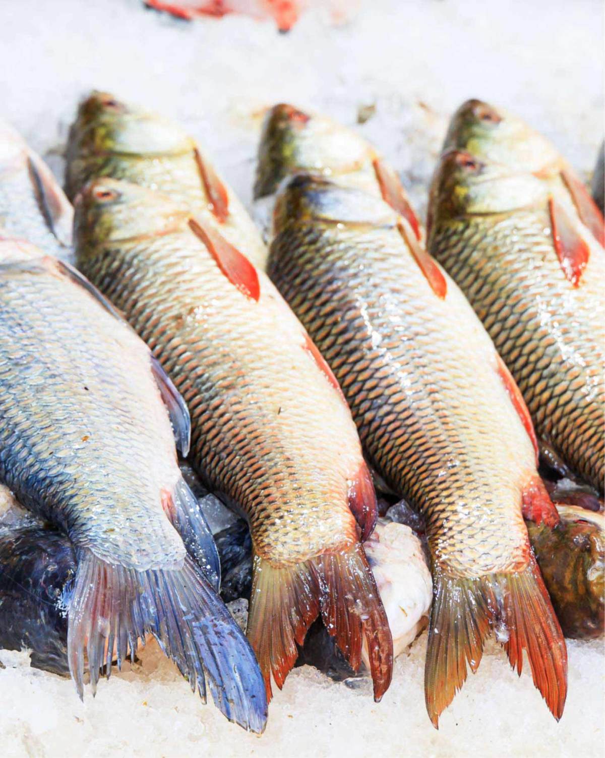 Photo of fish on ice in a fish market
